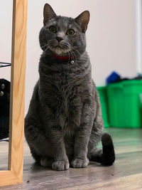 Cat sitting on floor at home