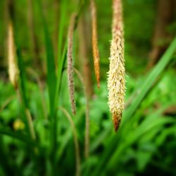 Close-up of fresh green plant