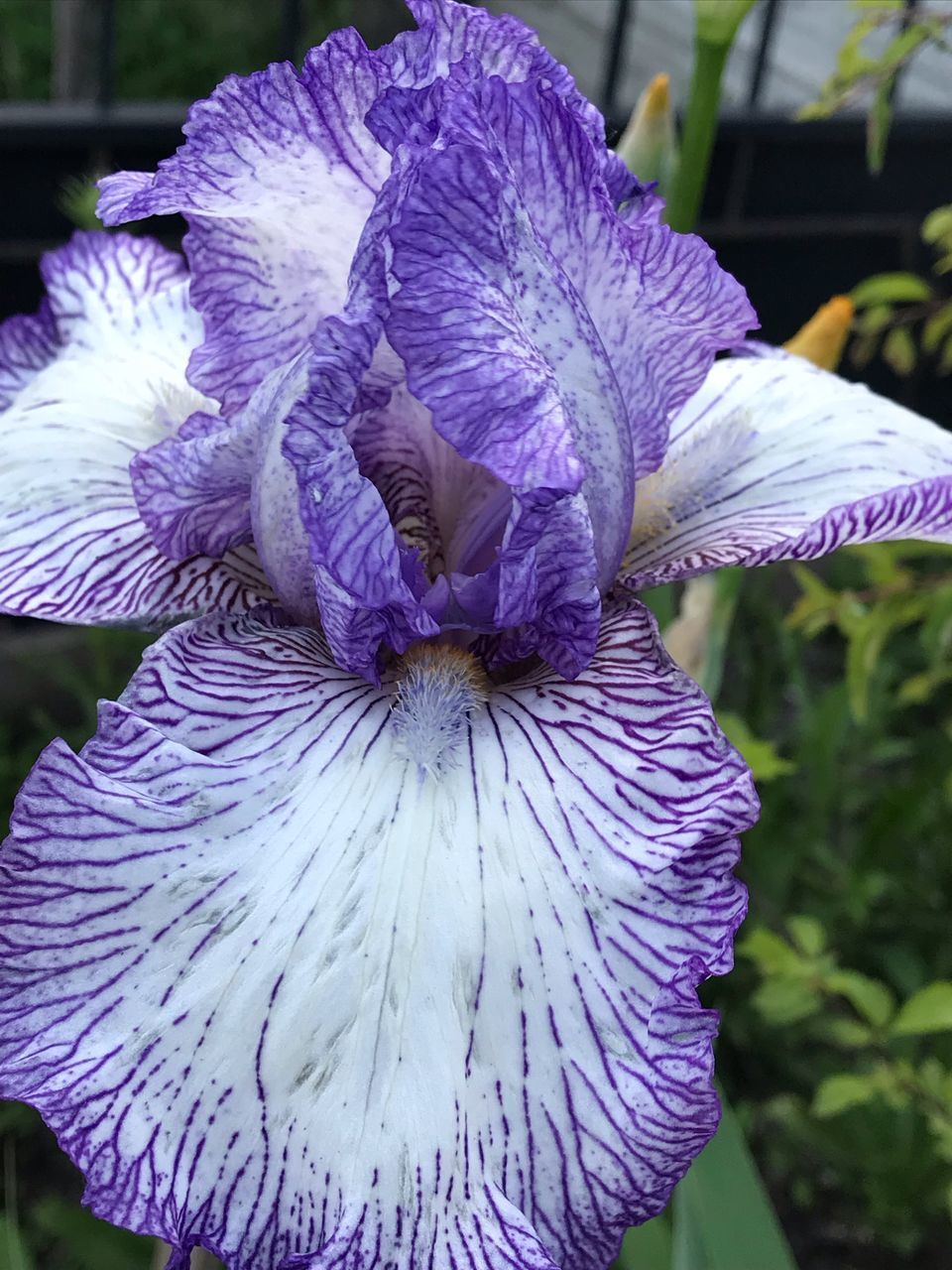 CLOSE-UP OF PURPLE FLOWER