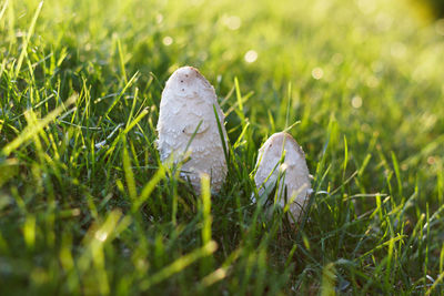 Close-up of mushroom growing on field