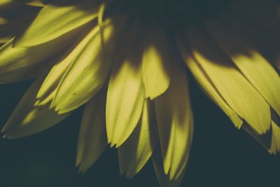 Close-up of yellow flower