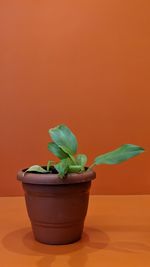 Close-up of potted plant on table
