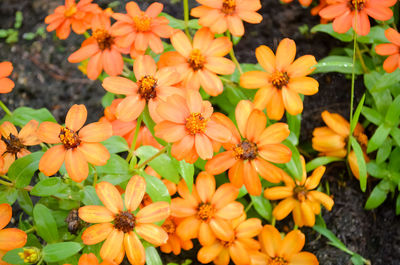 Close-up of yellow flowers blooming outdoors