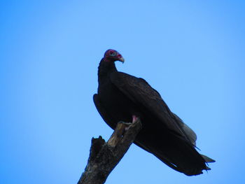 Low angle view of bird perching on tree against clear blue sky