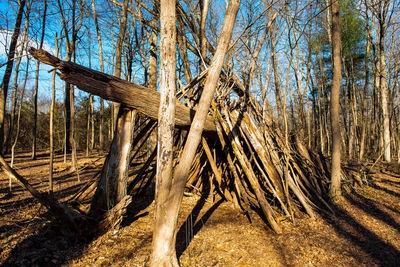 View of trees in forest