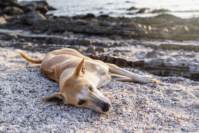 Cute brown dog sunbathing at beach in the summertime during twilight. lazy dog relaxing and sleeping 