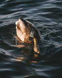 High angle view of duck swimming in lake