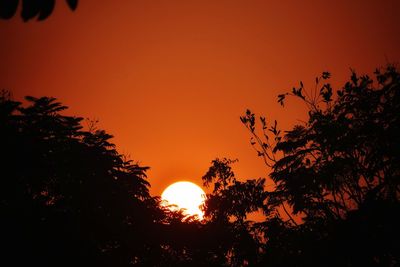 Low angle view of silhouette trees against orange sky