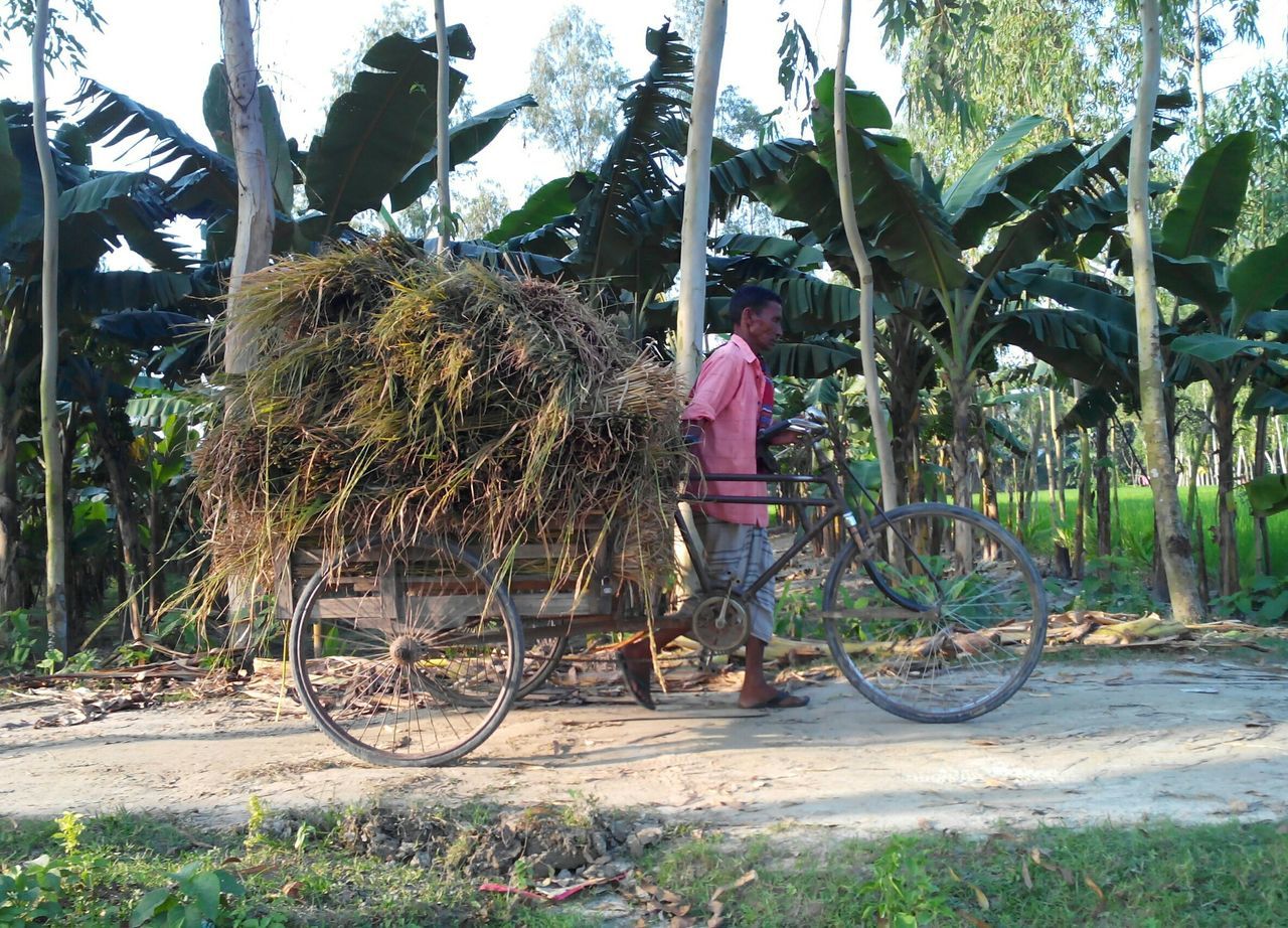 lifestyles, leisure activity, casual clothing, full length, transportation, bicycle, mode of transport, tree, childhood, plant, land vehicle, day, sky, growth, person, sunlight, outdoors, rear view