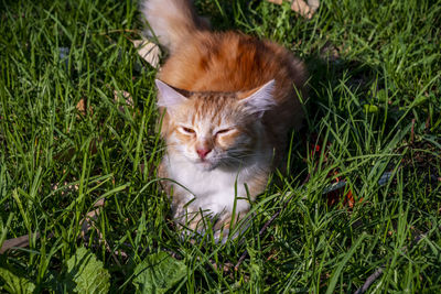 High angle view of cat on field