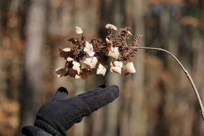 Close-up of woman touching plant outdoors