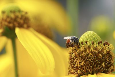 Close-up of bee pollinating on flower