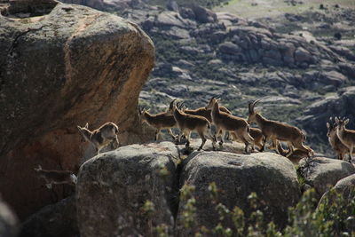 A group of mountain goats jump from stone to stone in the pedriza natural park