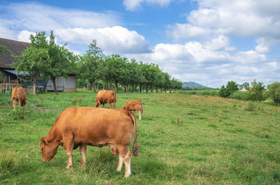 Horses in a field