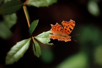 Close-up of butterfly on leaf