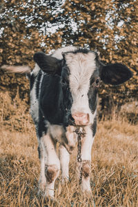 Portrait of cow in a field