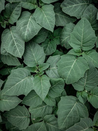 Full frame shot of leaves