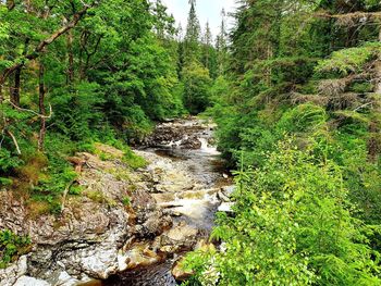 Stream flowing through rocks in forest