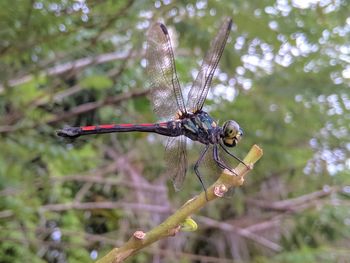 Close-up of dragonfly on plant