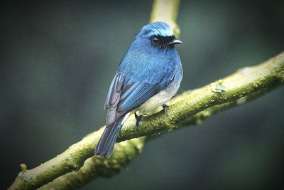 Close-up of bird perching on a tree