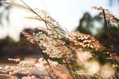 Close-up of fresh flower tree against sky