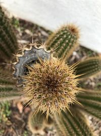 Close-up of thistle