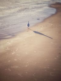 Seagull perching on sand at beach