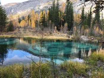 Scenic view of lake in forest