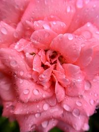 Close-up of wet pink flower