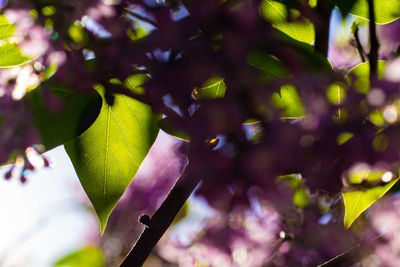 Close-up of flowering plant