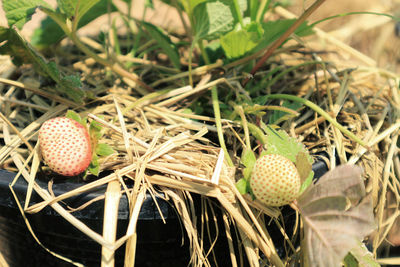 Close-up of fruit growing on field