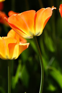 Close-up of orange rose flower