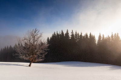 Trees on snow covered land against sky