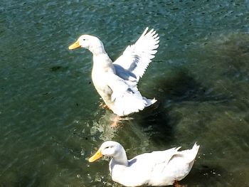 Bird flying over calm lake