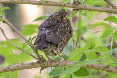 Close-up of a bird perching on branch