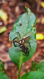 Close-up of insect on plant