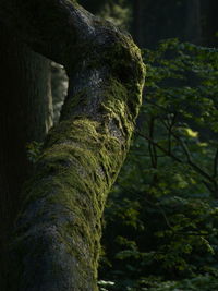 Close-up of moss growing on tree trunk