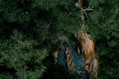 Low angle view of woman standing on tree