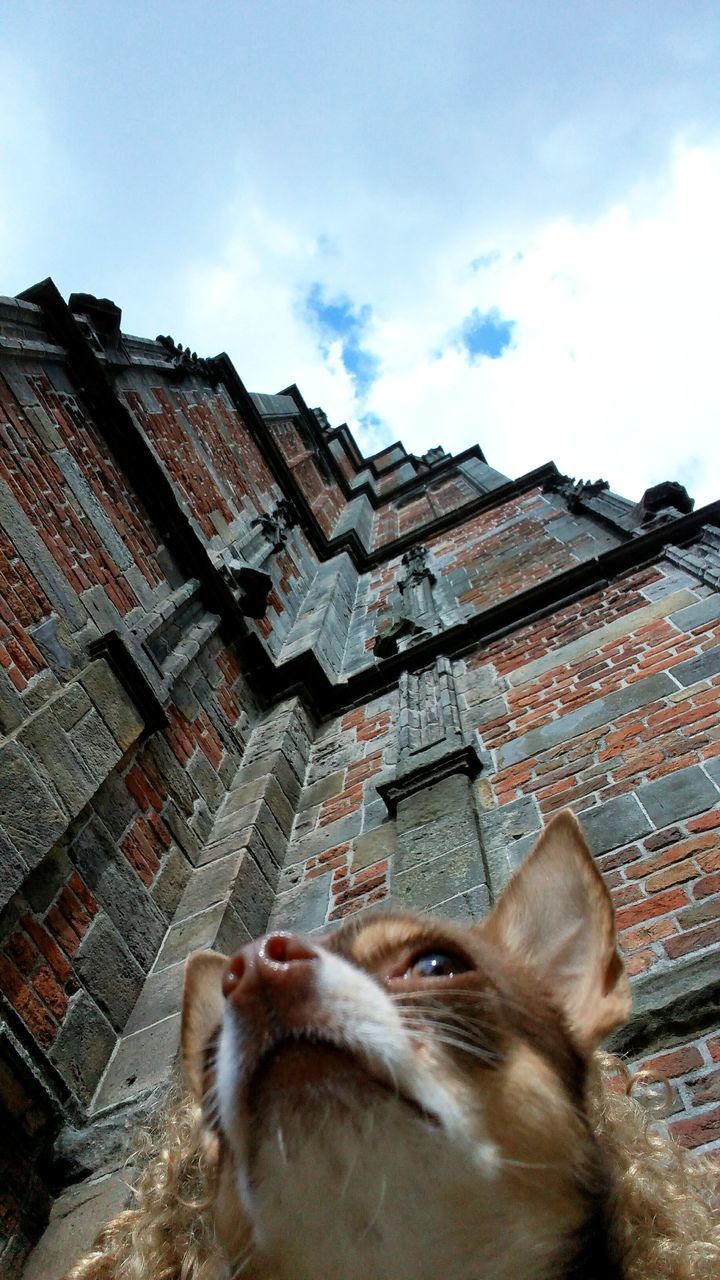 LOW ANGLE VIEW OF DOG BY BUILT STRUCTURE