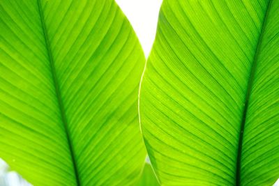 Close-up of banana leaves