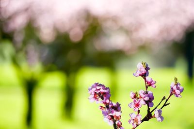 Close-up of pink flowering plant against blurred background