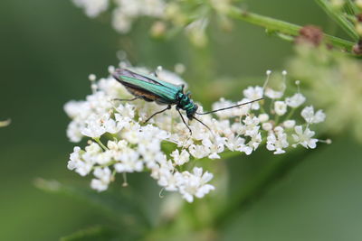 Close-up of insect on flower