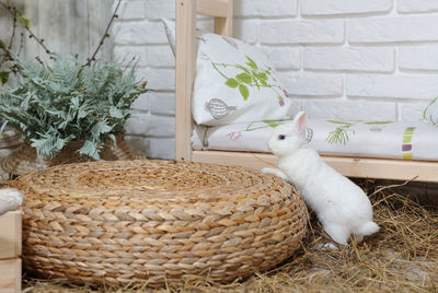 View of white bird in basket