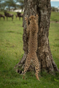 Rear view of cheetah rearing up by tree trunk