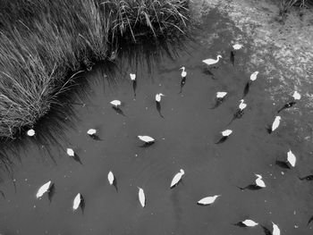 High angle view of birds swimming in lake