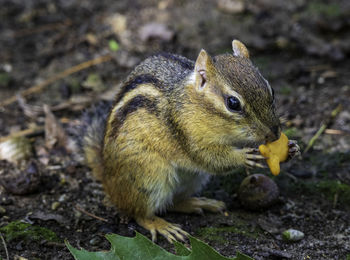 Close-up of squirrel on rock