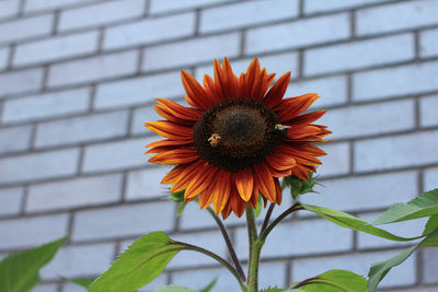 Close-up of bee on yellow flower