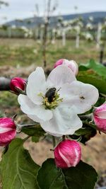 Close-up of bee pollinating on pink flower