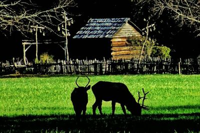 Horse grazing on grassy field