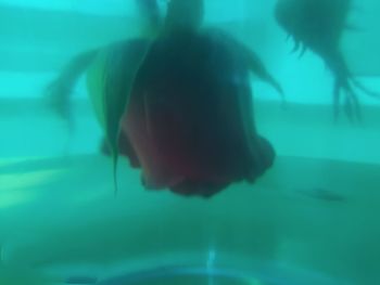 Man swimming in pool